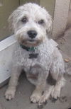 Scruffy
