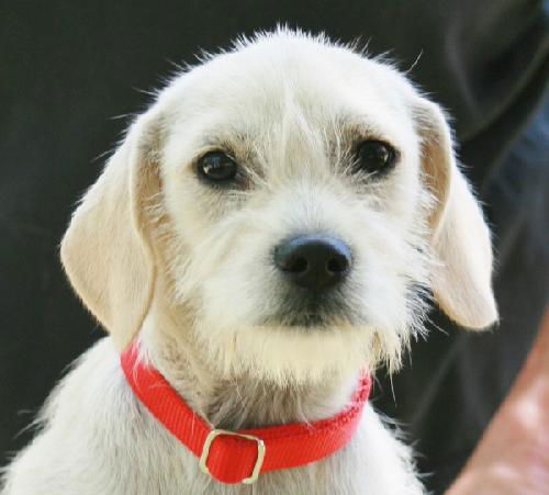 Miss Iris-ADOPTED