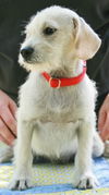 Miss Iris-ADOPTED