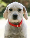 Miss Iris-ADOPTED