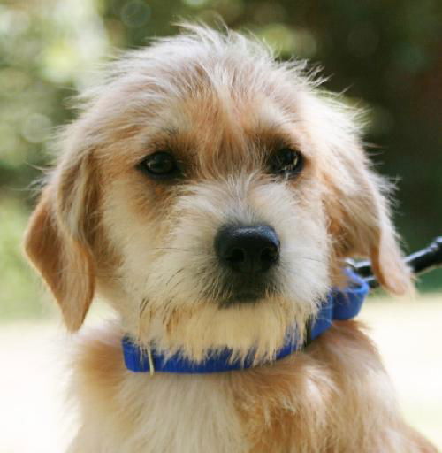 Mr.Cookie-ADOPTED