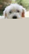 Mr.Winter-ADOPTED