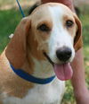 Miss Coco ADOPTED
