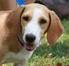 Miss Coco ADOPTED