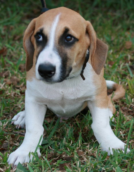 Mr. Winston Adopted