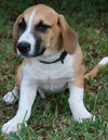 Mr. Winston Adopted
