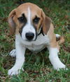 Mr. Winston Adopted
