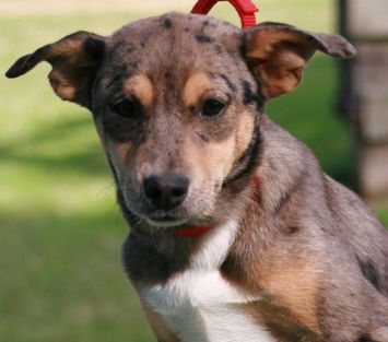 Miss Fallon-ADOPTED