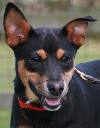 Miss Jade Adopted