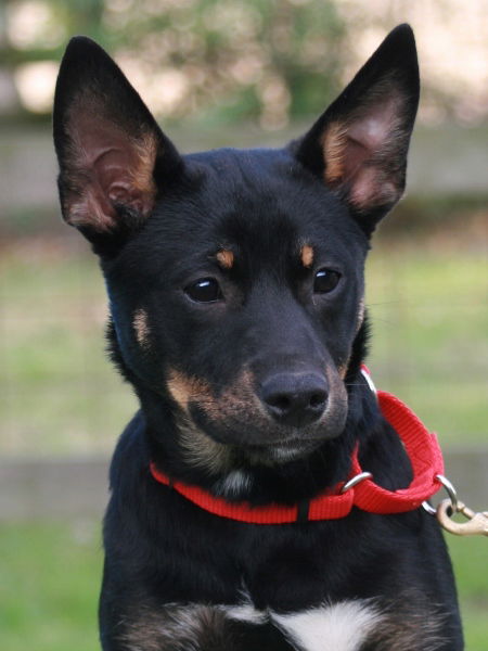 Miss Jewell 2 ADOPTED
