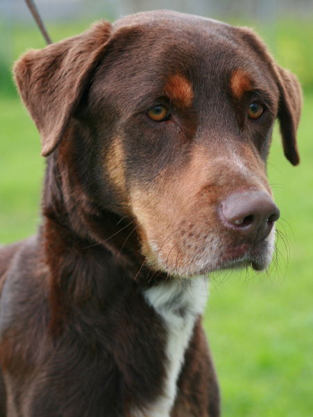Mr. Justice ADOPTED