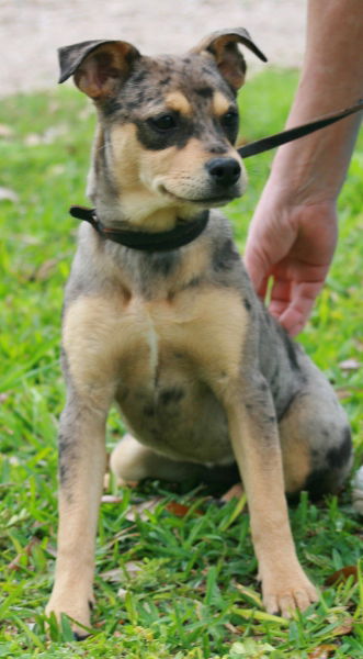 Miss Savanah adopted