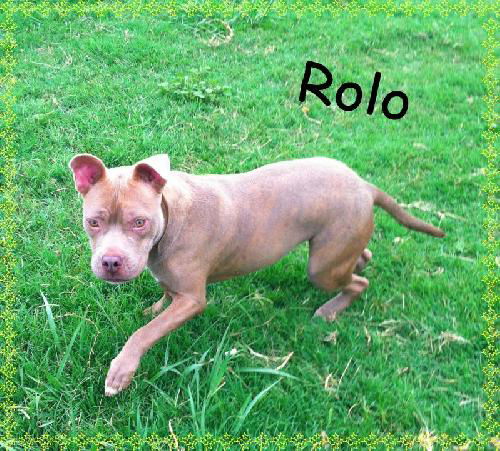 Rolo-URGENT FOSTER NEEDED