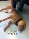 Nikki URGENT FOSTER NEEDED