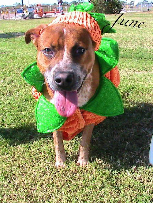 June Bug URGENT FOSTER NEEDED