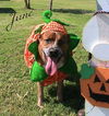 June Bug URGENT FOSTER NEEDED