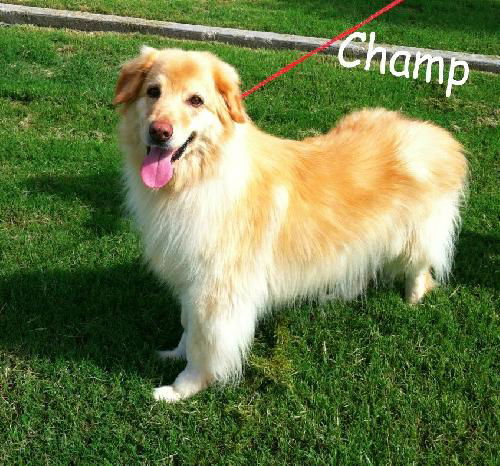 Champ ADOPTED