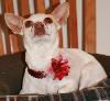 Bonita fostered in Connecticut