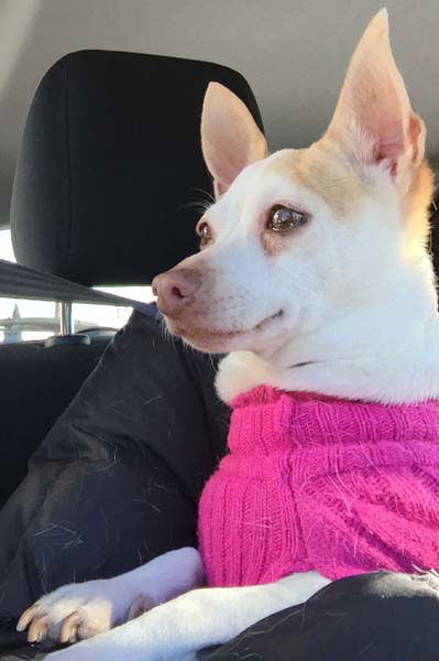 Bonita fostered in Connecticut
