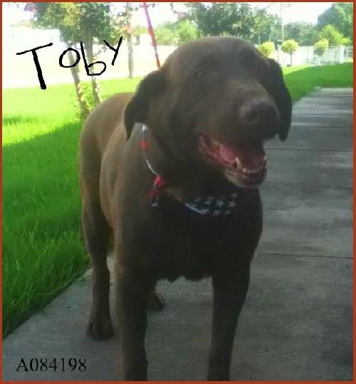 Toby