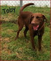 Toby