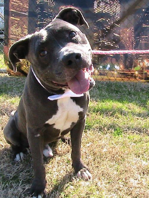 Stevie Wonderbull