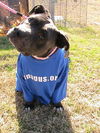 Stevie Wonderbull