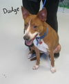 Dudge