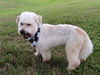 Sparky