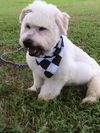 Sparky