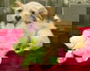 Goldie-- playful sweet social girl--S