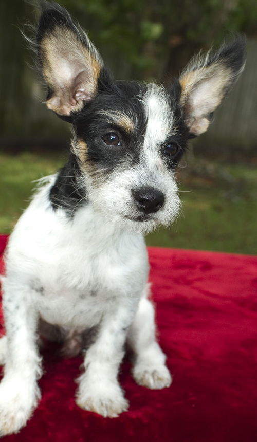 Simon -look at those ears !!!