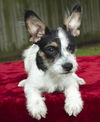 Simon -look at those ears !!!