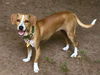 SUNNY D---N---FOSTERED IN CT-VIDEO