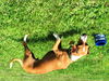 SUNNY D---N---FOSTERED IN CT-VIDEO