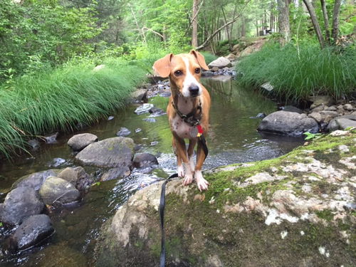 SUNNY D---N---FOSTERED IN CT-VIDEO