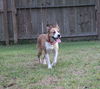 Molly----sweetheart-S