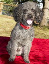 GUS-Toy Lover !  N