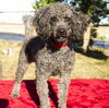GUS-toy loving fun boy-S