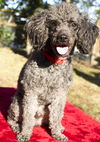 GUS-toy loving fun boy-S