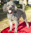 GUS-toy loving fun boy-S