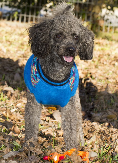 GUS-toy loving fun boy-S