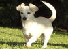 Jodi-Short little doxie mix girl-CUTE-N