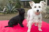 Shirley Temple and Luna--Love each Other--S