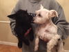 Shirley Temple and Luna--Love each Other--S