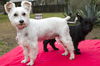 Shirley Temple and Luna--Love each Other--S