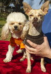 Tiny CINNAMON and her honey-IAN