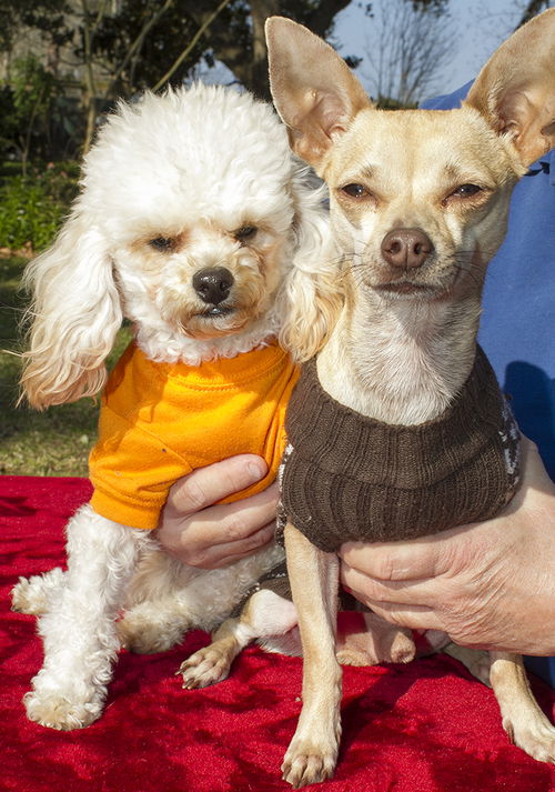 Darling IAN and his little poodle girl-CINNAMON