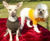 Darling IAN and his little poodle girl-CINNAMON