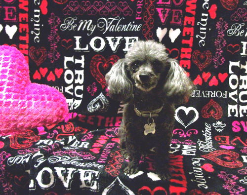 Scooter-_TINY SENIOR POODLE GIRL-N